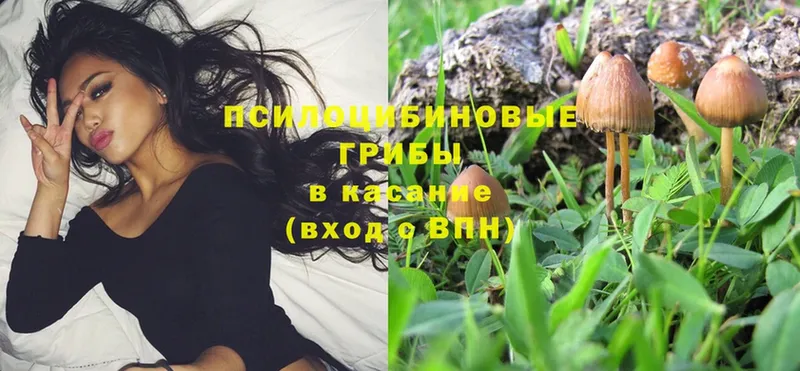 Псилоцибиновые грибы Psilocybe  Бугуруслан 